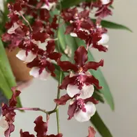 泰国香水兰（新2-3支剑）耐寒好养室内阳台 云南鲜花绿植