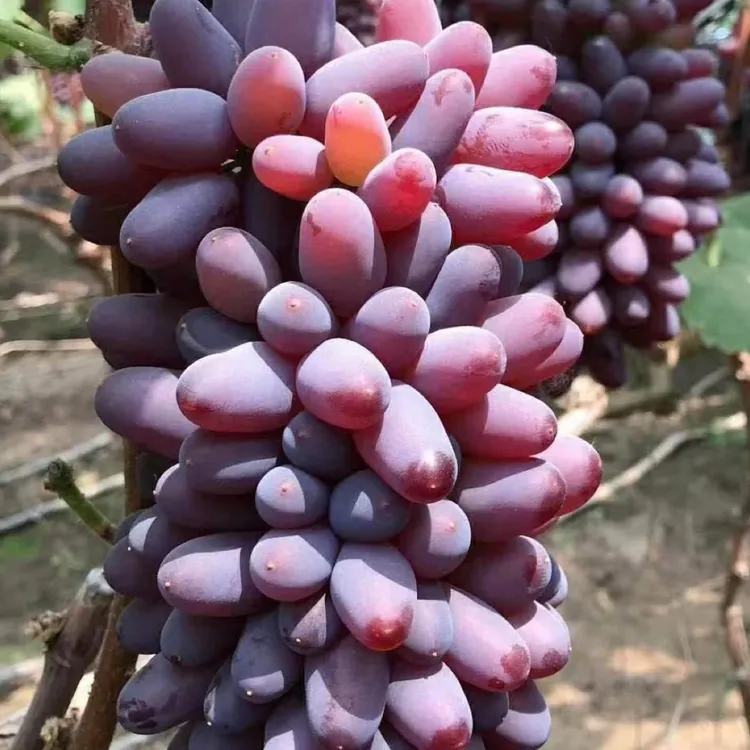 茉莉香【嫁接苗】贝达砧木葡萄