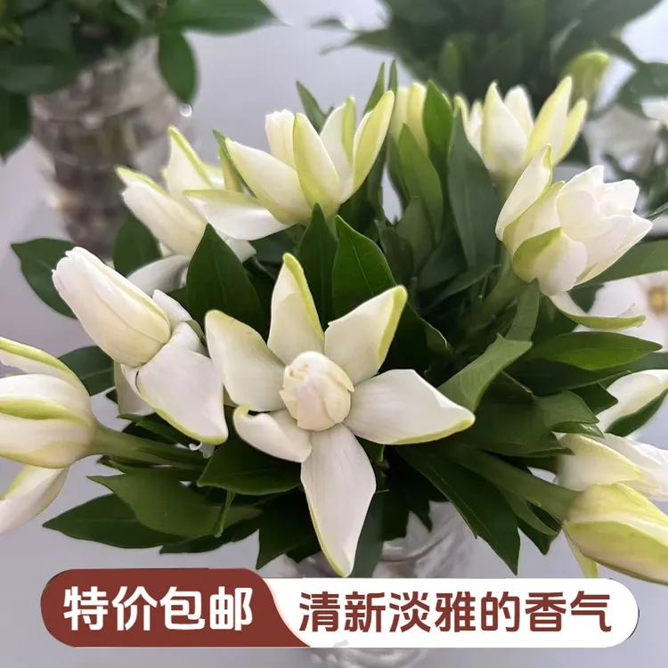 现摘鲜切重瓣小叶浓香型栀子花鲜花室内水培插花水养花家用鲜花