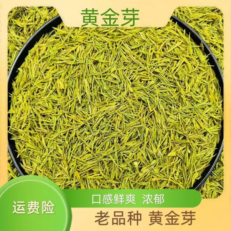  2025年 新茶明前 原产地 高山黄金芽 浓豆香 （H3  258）