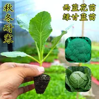 西兰花苗秧苗绿甘蓝苗盆栽蔬菜苗莴笋苗白花菜苗菜苗室外秋冬耐寒