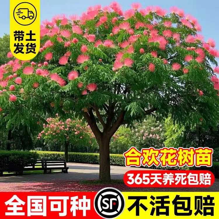 合欢花树苗风景大树庭院南北方种植耐寒工程海棠树合欢树乔木绿化