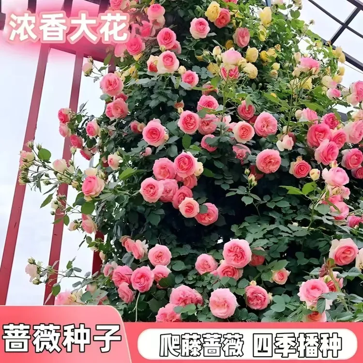 【新疆包邮】爬藤蔷薇花种子家庭阳台小院四季播种花园打造商品图