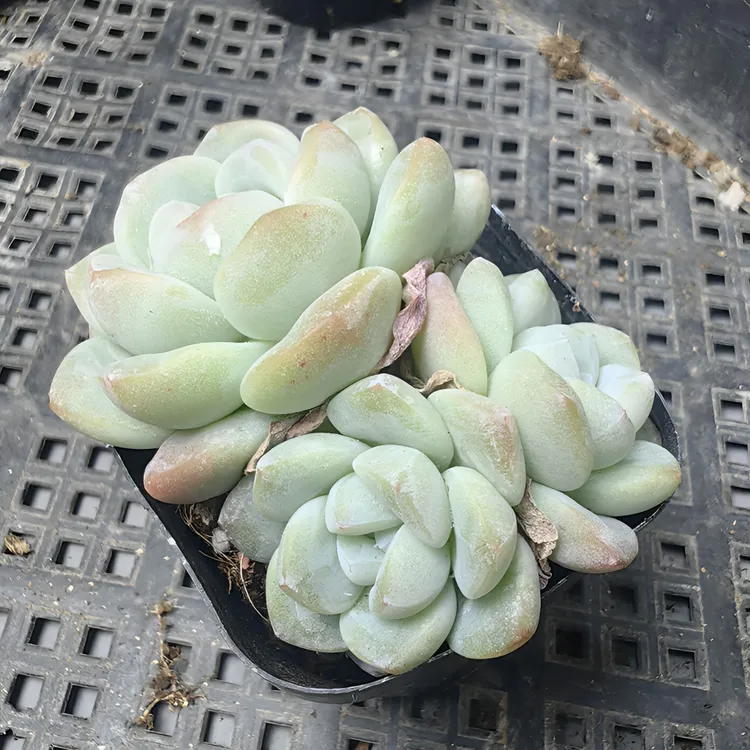 冰玉多肉植物精控精养多肉单头三头群生室内绿植（直播间展示为准）