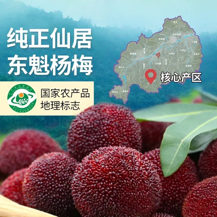 现摘现发正宗18-35g仙居高山东魁杨梅当季孕妇水果东魁杨梅顺丰