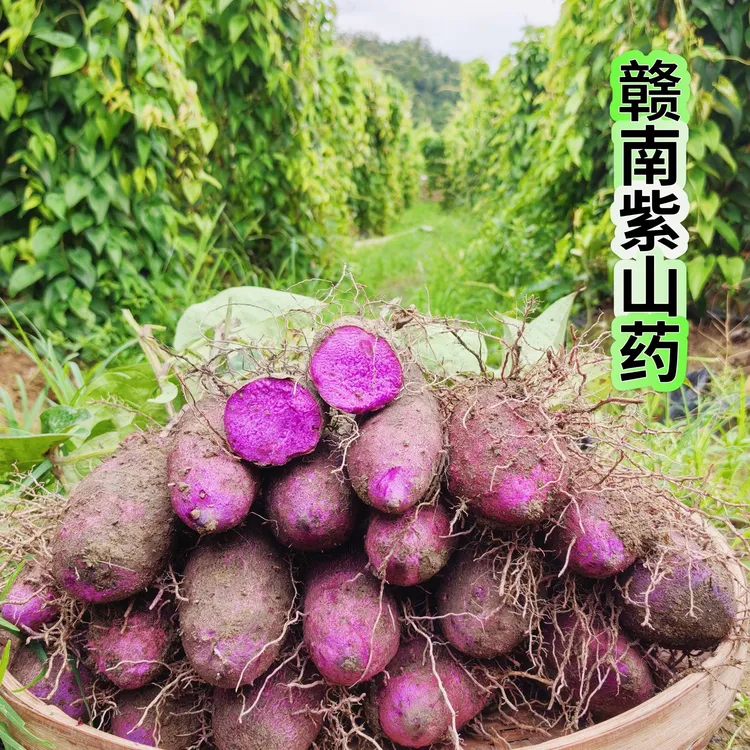 新鲜现挖赣南紫山药紫脚板薯毛薯大薯紫玉淮山铁棍山药农家蔬菜