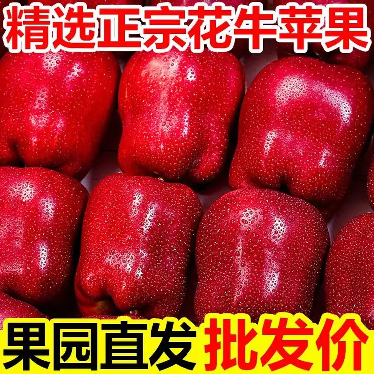 甘肃天水花牛苹果脆粉两吃新鲜水果整箱包邮