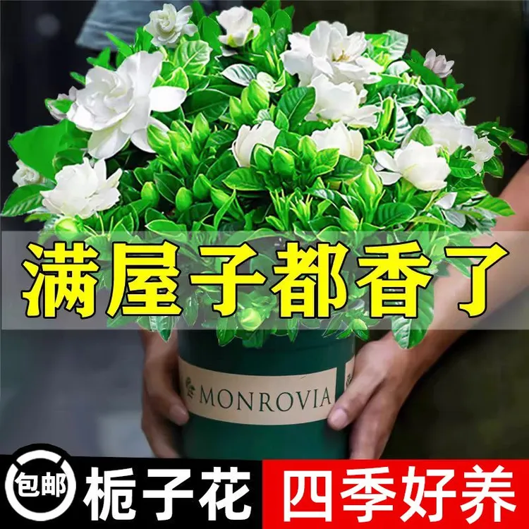 栀子花盆栽花卉植物室内带花苞阳台水培绿植大树苗四季好养茉莉花