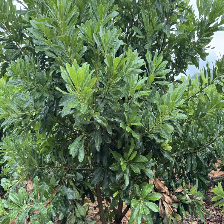 一物一拍 各种绿植盆栽盆景东魁仙居直发