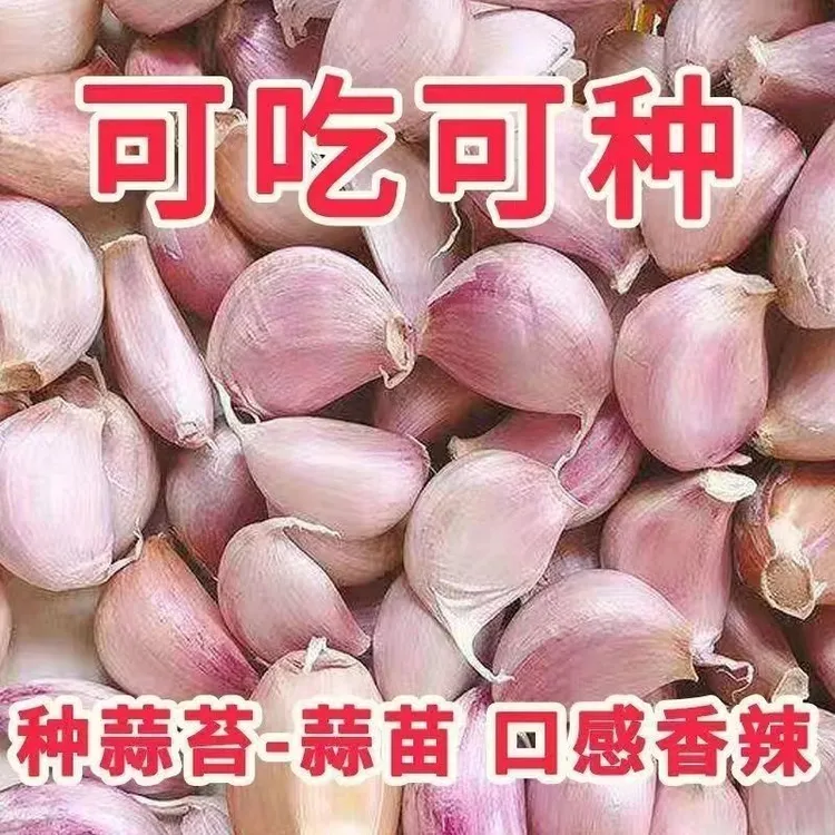 手剥蒜瓣紫白皮蒜瓣新大蒜可吃蒜苔红根蒜苗新大蒜瓣
