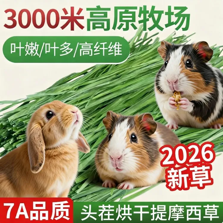 26年新烘干提摩西草干草兔子食用草北提草豚鼠龙猫牧草兔粮兔草