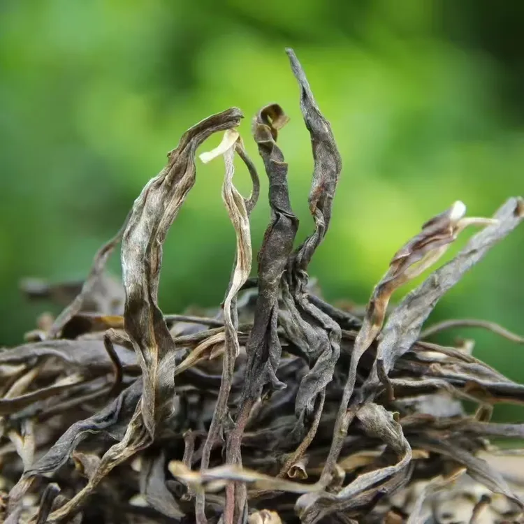小户赛2022年老茶（500克）（120年老树茶）