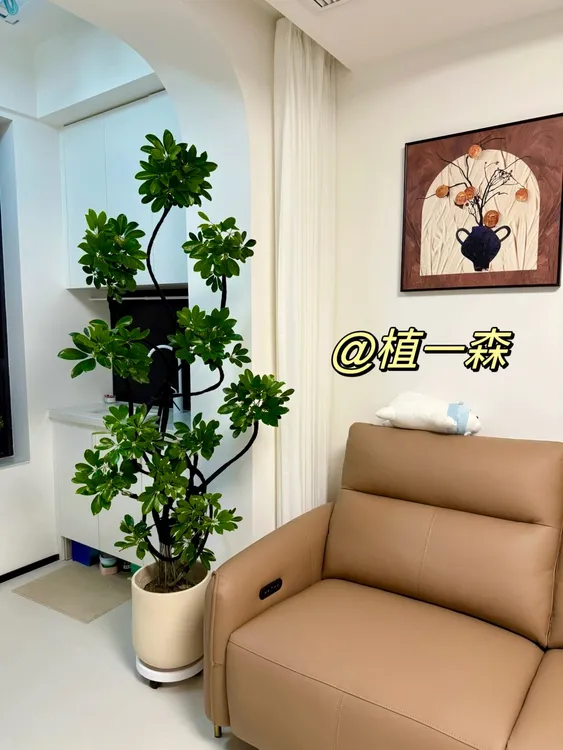 【鸭脚木】一物一拍盆栽老桩造型富贵绿植落地真花鸭掌木室内外植物