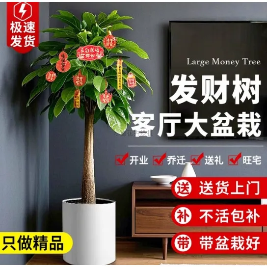 巨型单杆发财树客厅除甲醛净化空气大型绿植盆栽适宜室内放置大棵