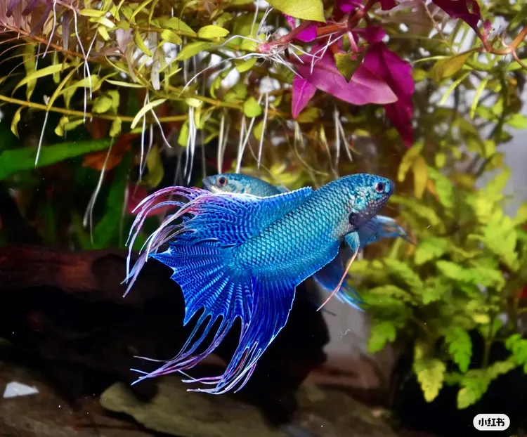 中国斗鱼活体无纹蓝帝王蓝淡水冷水耐活好养活斗鱼活鱼包邮
