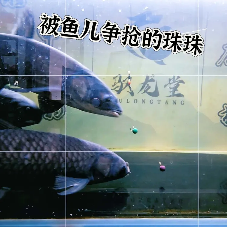 驭龙珠青鱼珠珠九宫格便携装线组缓沉适口适用地区广