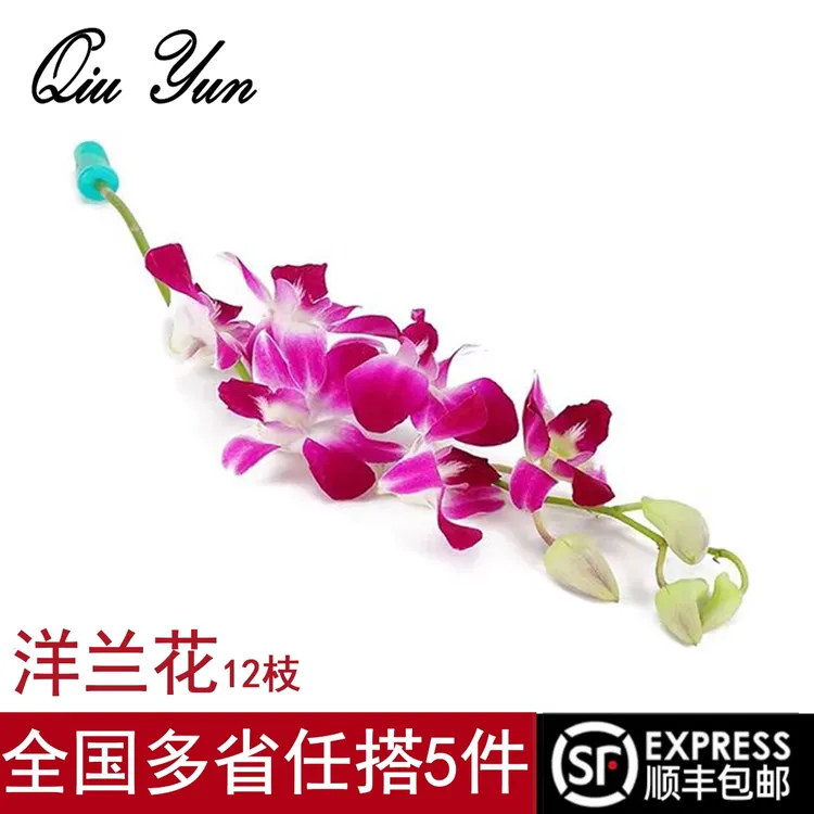 新鲜洋兰花泰国进口用于酒店西餐厅摆盘装饰烘焙日料可食用鲜花