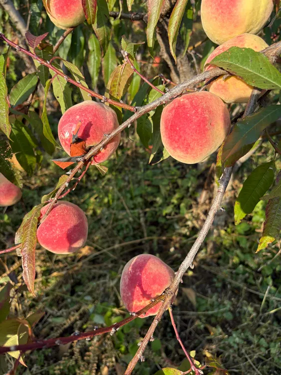 云南丽江正宗脆蜜甜冬桃自家现摘现发整箱包邮