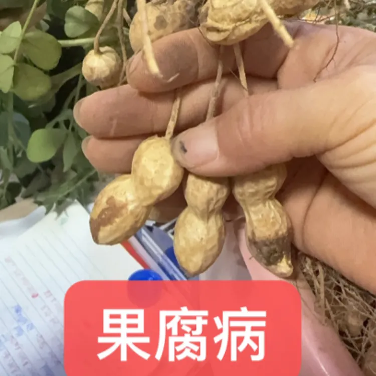 果腐清预防花生黑果、烂果，花生果多、果白、果亮！
