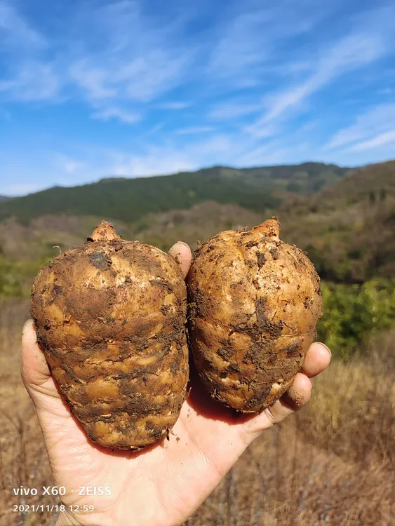 正宗云南昭通天麻小草坝天麻 高山仿野生乌天麻坏果包赔新鲜天麻