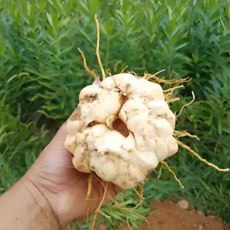 龙牙百合种苗第一代种苗第二代种苗