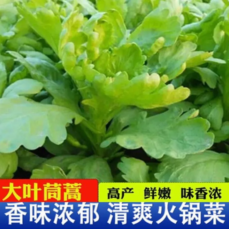 大叶茼蒿种子高产春季四季皇帝菜种孑耐热夏季秋季耐寒蔬菜种籽