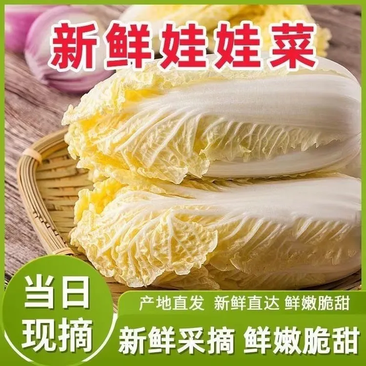 甘肃高原黄心娃娃菜火锅必备现砍现发