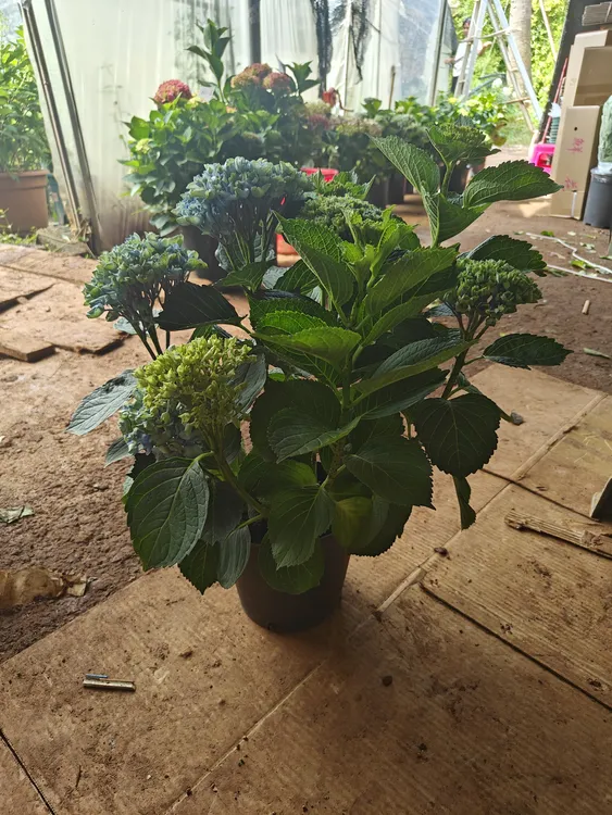 魔幻革命绣球花带花带盆栽土阳台挺远耐晒盆栽绿植