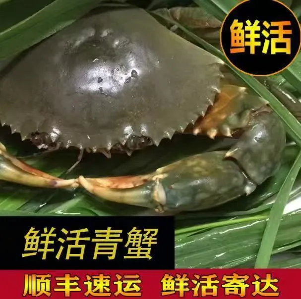 【新店福利】B青蟹鲜香美味美饱【红膏蟹】满顺丰包邮
