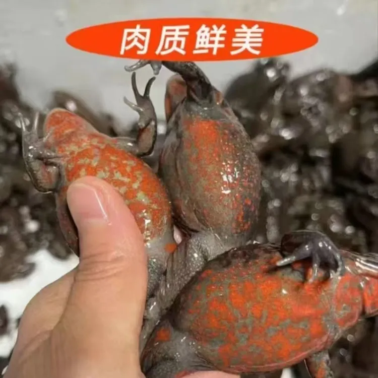 鲜活满籽满油红肚哈士蟆东北特产
