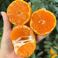 【早熟蜜橘】非常耐寒 果子又大又甜 无籽桔子树苗南北方都能种植