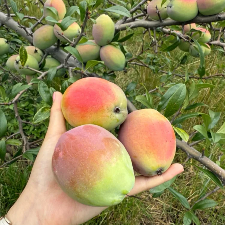 大理老品种新鲜现摘红花木瓜 可蘸辣椒 泡酒 烹饪