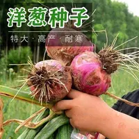 【全店满5元包邮】红皮洋葱种子特大紫皮圆葱盆栽阳台高产蔬菜易种