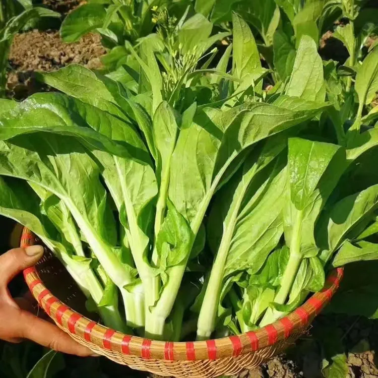 湖北农家新鲜白菜苔蔬菜冷链4斤包邮现采现摘