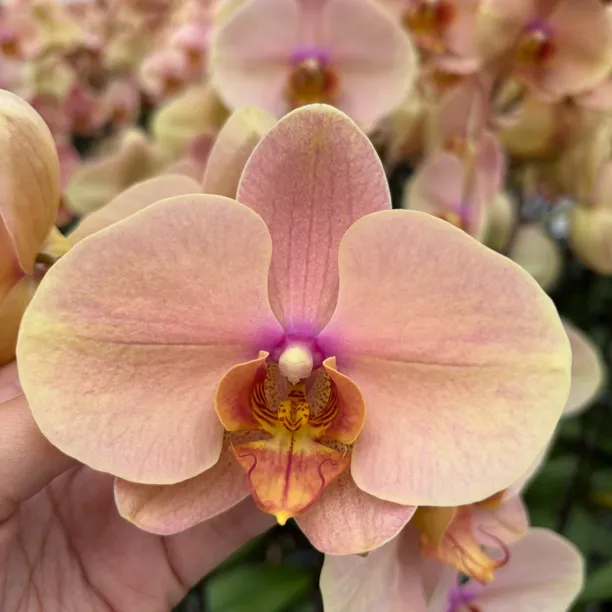 全网首发【梦幻巴比伦 1花剑】3.0寸蝴蝶兰花苗