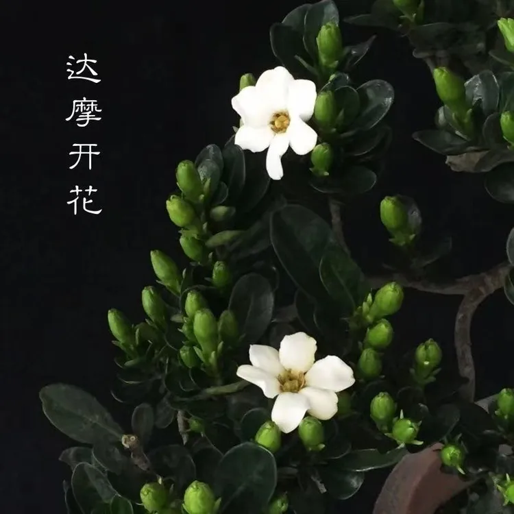 达摩栀子花茉莉花开花不断的小圆叶盆栽棒棒糖桅子花栀子花盆栽