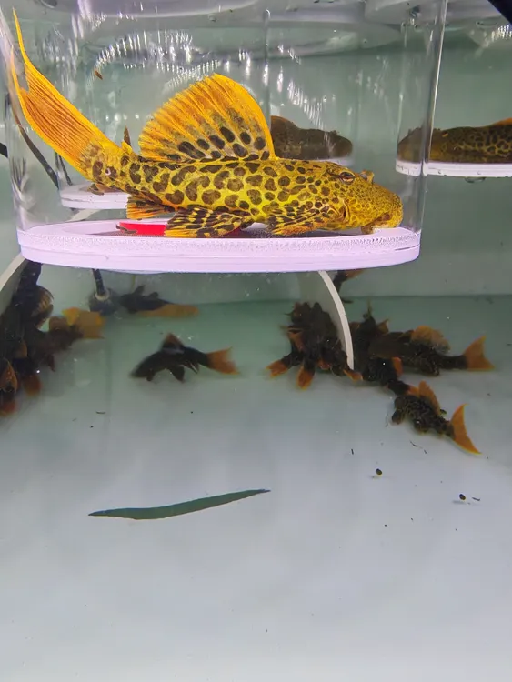 通背跑车头帝王血钻