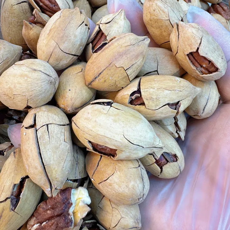 小施哥坚果）爆壳碧根果手剥不费指甲