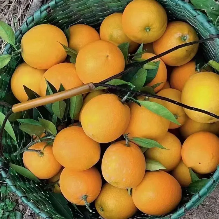 新鲜水果十斤包邮湖南纽荷尔脐橙橙子当季孕妇时令水果好吃多汁