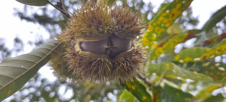 江西修水新湾野生板栗比较小个