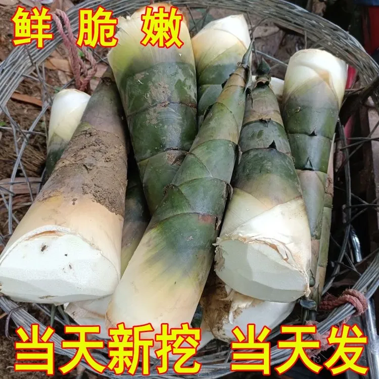 贵州新鲜现挖带壳大头麻竹笋可做酸笋甜笋苦笋现摘现发贵州