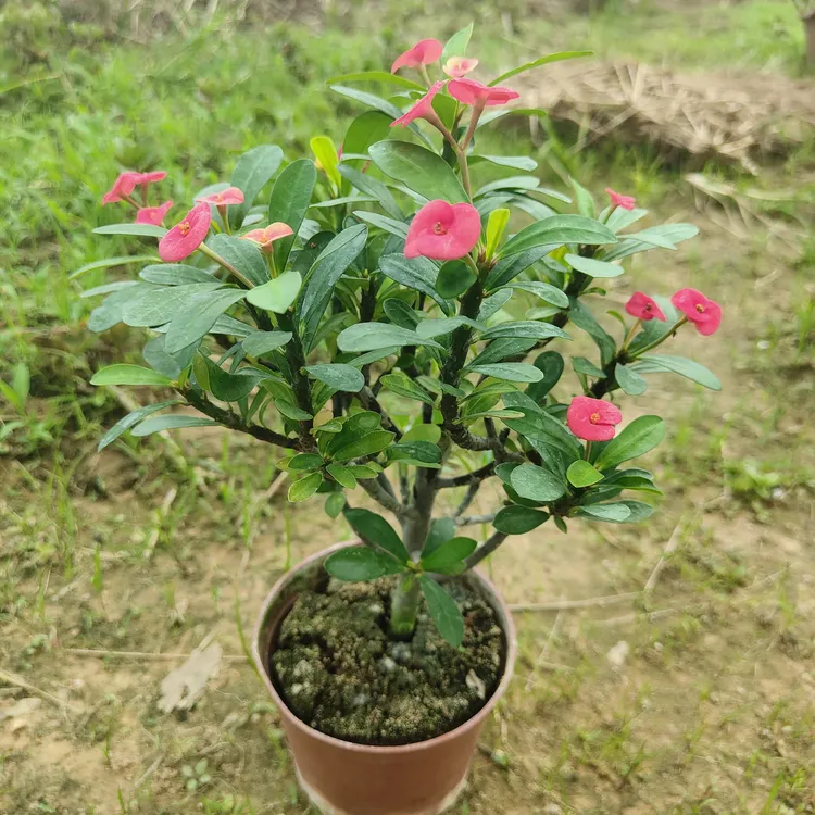虎刺梅无刺四季开花没刺铁海棠品名铁骨柔情中花红色阳台庭院楼顶