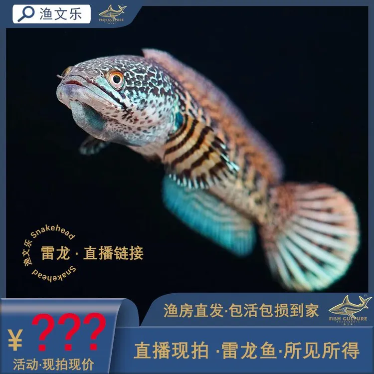 Snakehead雷龙 黄金眼镜蛇雷龙/奶茶热带鱼 观赏鱼 精品包损