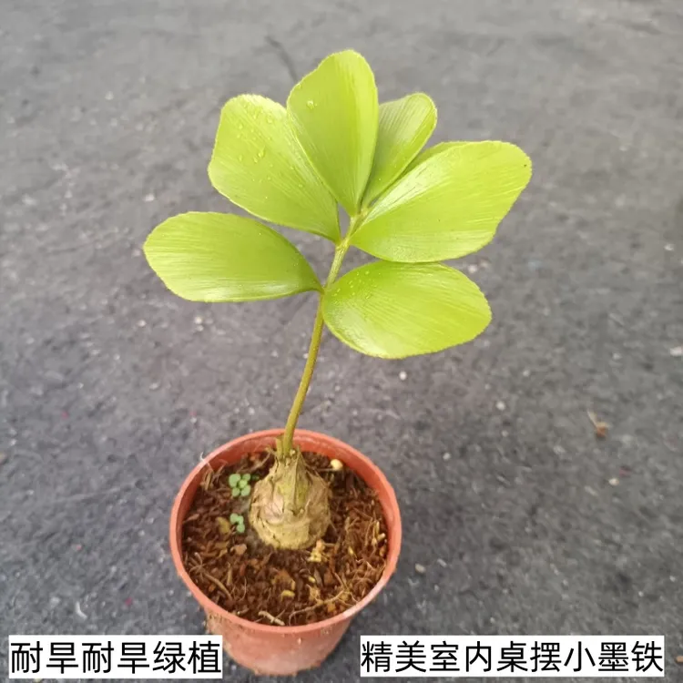 墨西哥铁树室内绿植小盆栽四季常青小铁树室内办公室植物美洲铁