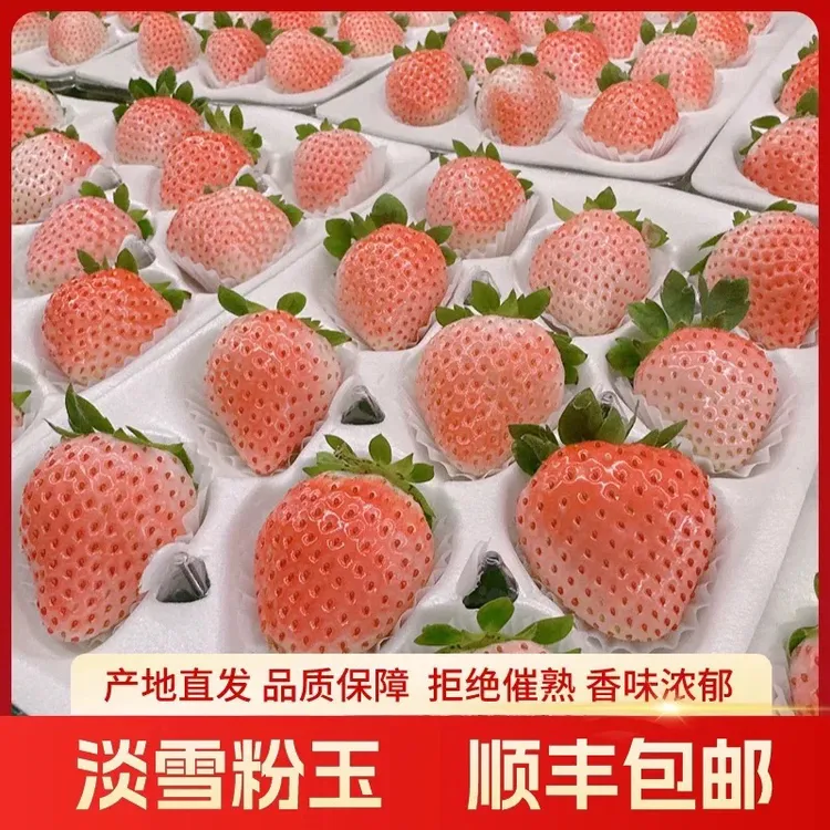 【圣诞礼物】顺丰快递粉玉白草莓现摘现发新鲜水果礼盒装一斤两盒