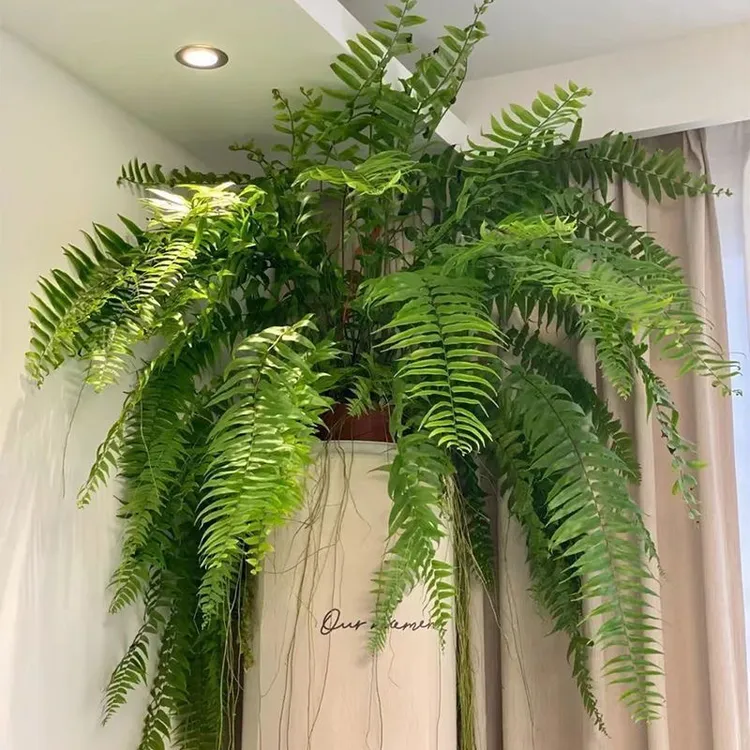 霸王蕨波士顿大盆长叶垂吊肾蕨室内客厅雨林绿植蕨类天花板好养