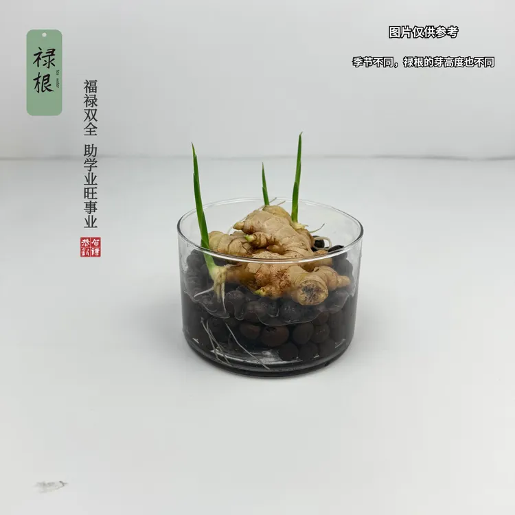 水培禄根带芽好养灵草不当生姜种苗种植植物办公室桌面小水培植物