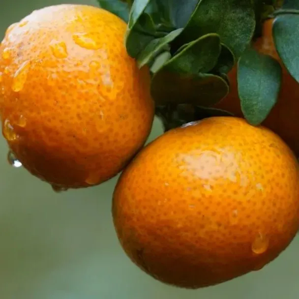 云南金秋沙糖桔新鲜应季水果现摘现发香甜云南水果橙子多汁