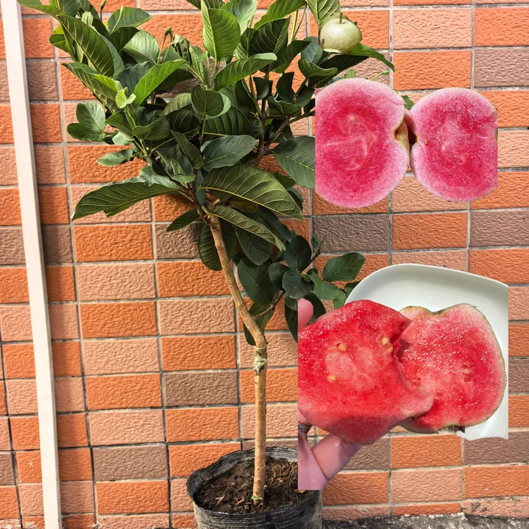红宝石芭乐番石榴苗少籽或者无籽风味极好原杯原土发