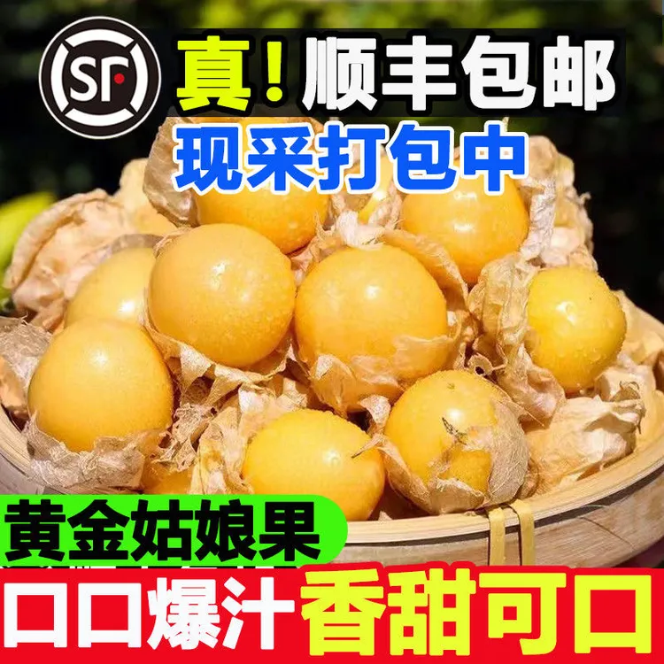 【顺丰包邮】小金豆姑娘果铁把青小菇娘产地直发